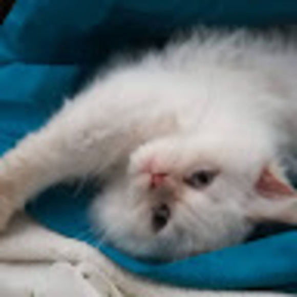 Meet your Posher, Judith - Picture 1 of 1